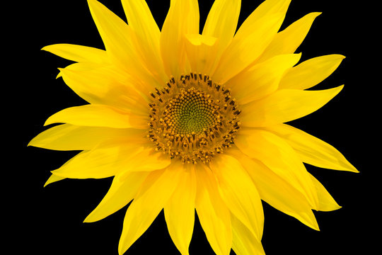 Young sunflower against black background
