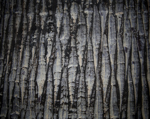 texture background of old tree bark
