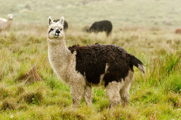 Alpaka