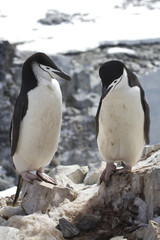 Naklejka premium male and female Antarctic penguin Chinstrap or standing near the