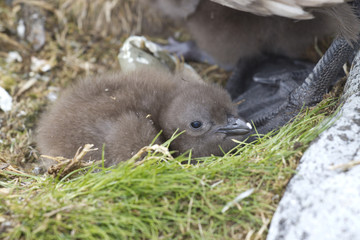 Naklejka premium South Polar skua chick perdu in the nest near the feet of an adu