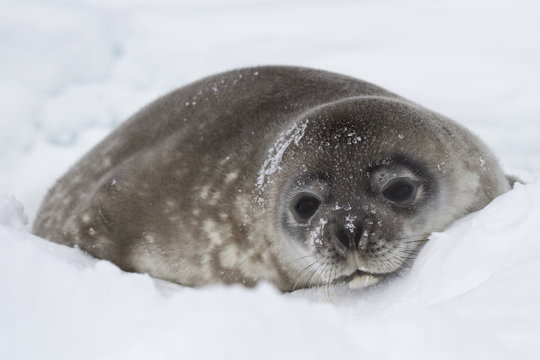 Weddell seal pup lying in the snow of winter in Antarctica
