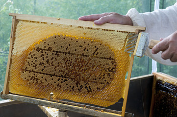 unsealing cells with honey