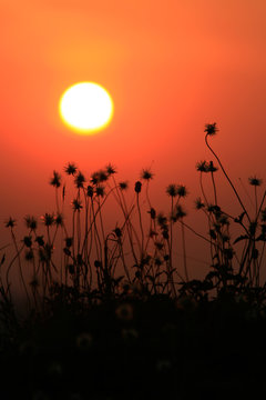 Fototapeta flower in sunset time