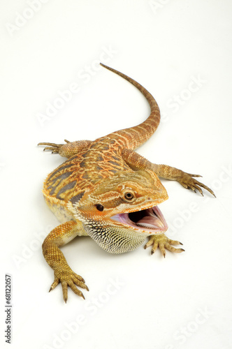 "Streifenköpfige Bartagame (Pogona vitticeps)" Stockfotos und