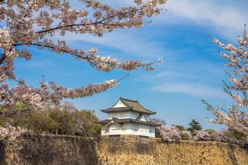Fototapeta premium Cherry Blossoms in Osaka Castle Japan
