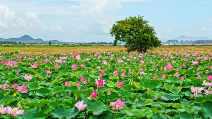 Vietnam travel, Mekong Delta, lotus pond