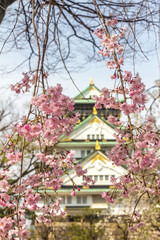 Cherry Blossoms in Osaka