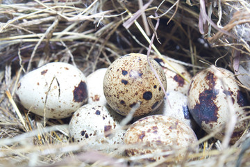 Eggs in the nest