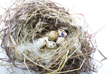 Eggs in the nest