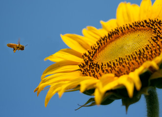 Flying bee to sunflower