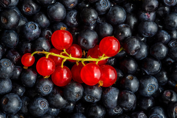 Freshly picked blueberries and redcurrant
