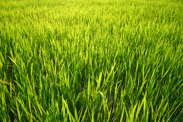 green rice background on summer