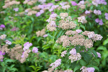 Roslinne tło © Zbyszek Nowak