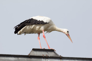 Balancing Stork