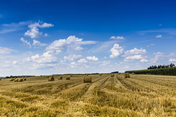 Hay bales on the field after harvest, Poland