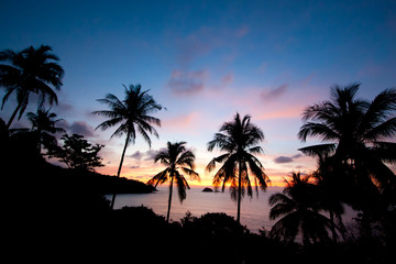 Fototapeta na wymiar Silhouette Palm Trees