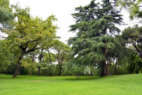 La pradera de los cedros. Parque de El Capricho. Madrid