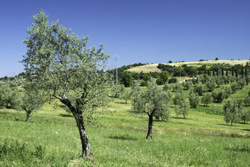 Olive trees in Italy