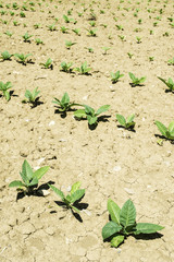 Plantation of young tobacco plants