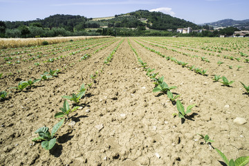 Plantation of young tobacco plants