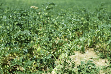Chickpeas plantation