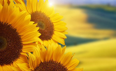 Obraz premium Tuscany sunflowers