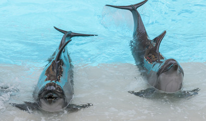 performing bottle nose dolphins