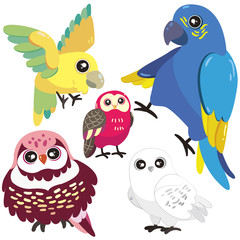 five birds on white background