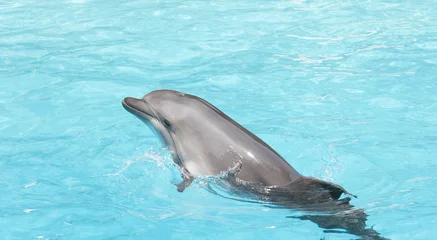 Crédence de cuisine en verre imprimé Dauphin Bottle nose dolphin