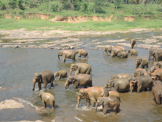 Elephants on the river