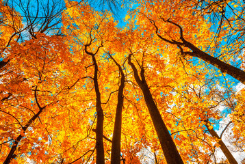 arbres d& 39 automne