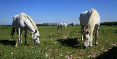 Camargue horses, France