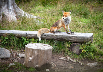 Fox in forest at High Tatras, Slovakia