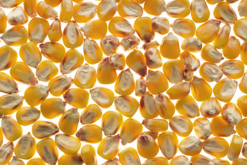 maize grains