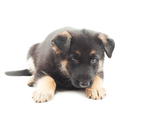 cute puppy on white background