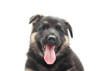 funny portrait of a puppy with its tongue hanging out on a white