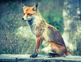 Fototapeta premium Fox in forest at High Tatras, Slovakia
