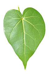 Heart leaf