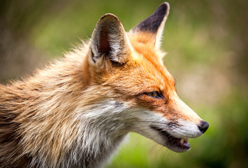 Naklejka na ściany i meble Fox in forest at High Tatras, Slovakia