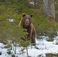 Obraz na płótnie Canvas Brown bear in the woods in winter