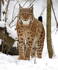 Winter Lynx