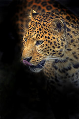 Obraz premium Leopard