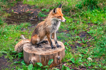 Fox in forest at High Tatras, Slovakia