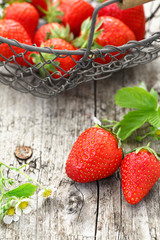 Frisch geerntete Erdbeeren