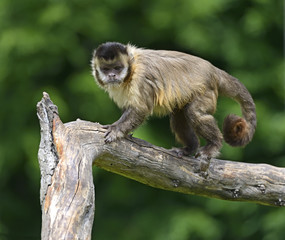 Capuchin