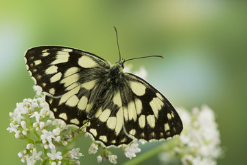 Schachbrettfalter