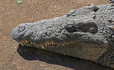 Nile crocodile