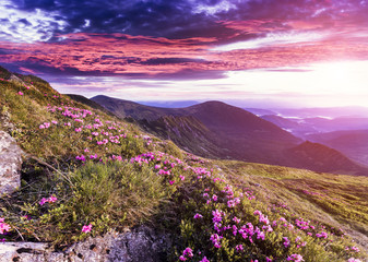 Fototapeta na wymiar Magic pink rhododendron flowers in the mountains.
