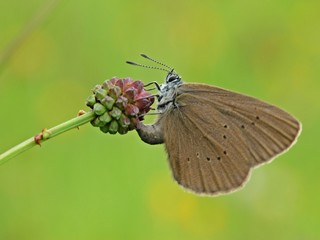 Eiablage des Dunklen Wiesenknopf-Ameisenbläulings